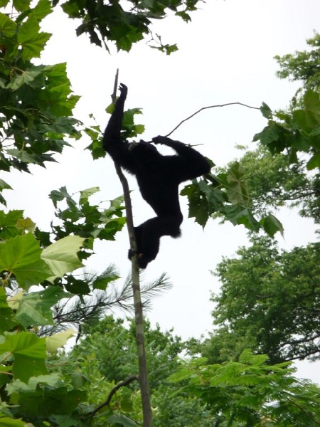 Siamang (2).JPG